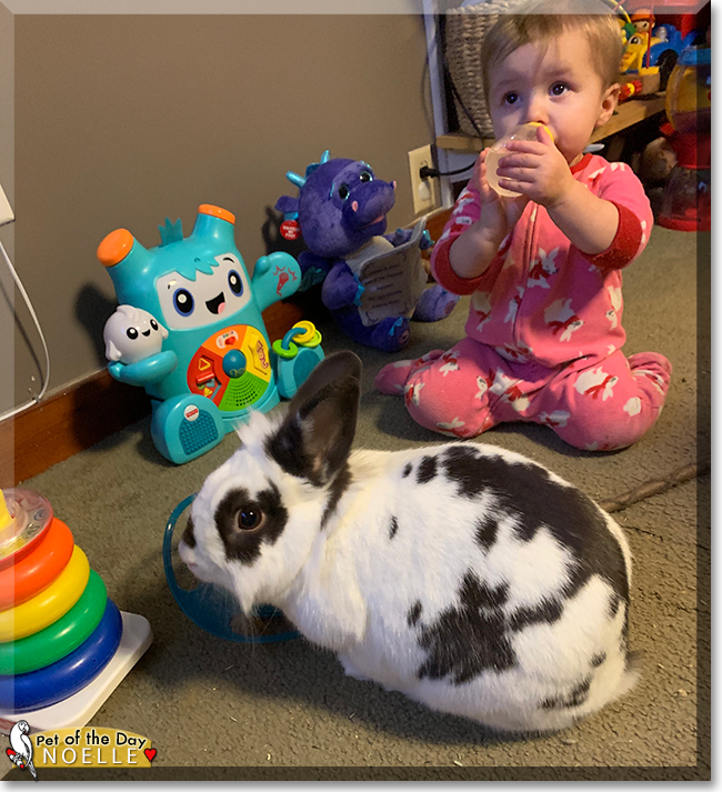 Noelle the LionHead, English Spot mix Rabbit, the Pet of the Day